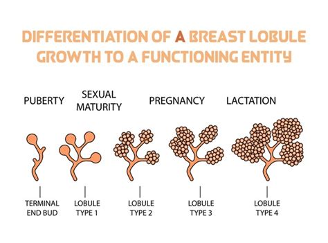 teen nippel|Normal Breast Development and Changes